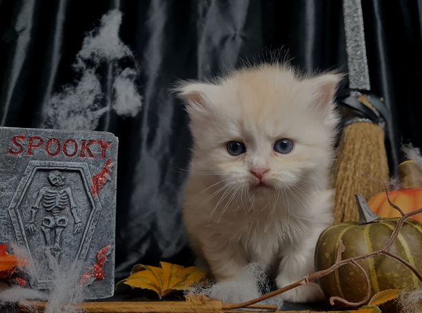 Seltene Red Smoke White Katze  Sibirische Katze, allergikerfreundlich und anhänglich