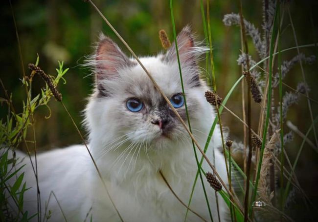 Katzenfotografie in der Natur. Neva Masquarade mit tiefen blauen Augen im hohen Gras.