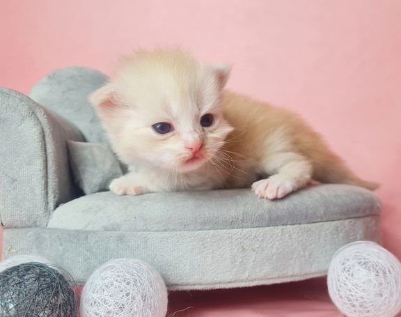 Sibirische Katze kitten Red Smoke Mädchen 