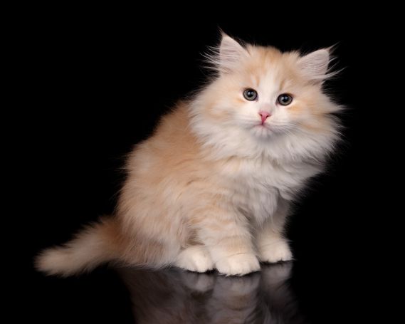 siberian Cat Breed with beautiful fluffy  available Kittens from wcf breeder for Family many silver and a Special look
