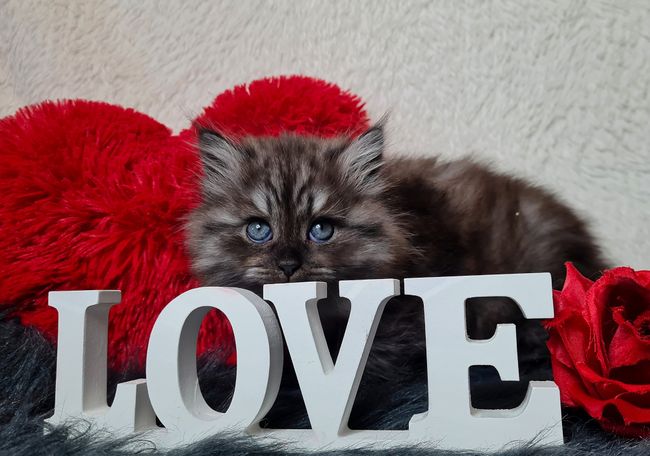 Black Smoke Kater aus sozialer Katzenzucht aus Herten Westerholt 