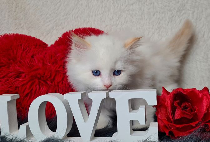 Neva Masquarade in Red Smoke Point White. Familienfreundliche Katzen aus Hobbyzucht Magical Lights 