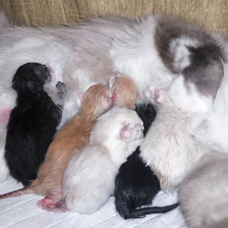 Verfügbare freie Kitten der Rasse Sibirische Katze und Neva Masquarade. Allergikerfreundlich aus Herten von Zucht