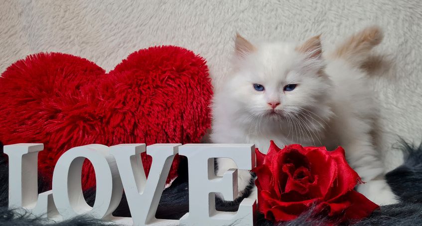 Neva Masquarade in Red Smoke Point White. Familienfreundliche Katzen aus Hobbyzucht Magical Lights 