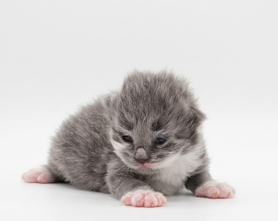 Sehr seltene Farbe bei den Sibirischen Katzen, Dazu eine außergewöhnliche Weißscheckung