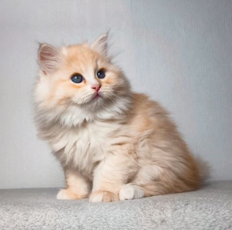 Seltene sibirische Katze in Red Smoke White wird in der WCF Katzenzucht Magical Lights Zuchtkatze. Bester Charakter einer Natur Katzenrasse 