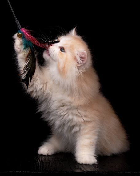 siberian Cat Breed with beautiful fluffy  available Kittens from wcf breeder for Family many silver and a Special look