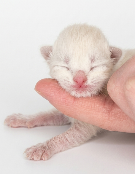 Allergikergeeignete Neva Masquarade Katze for Show&Breed