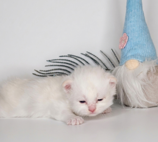 Neva Masquarade Kater Kitten mit Swimmersyndrom, auch Frogleg genannt