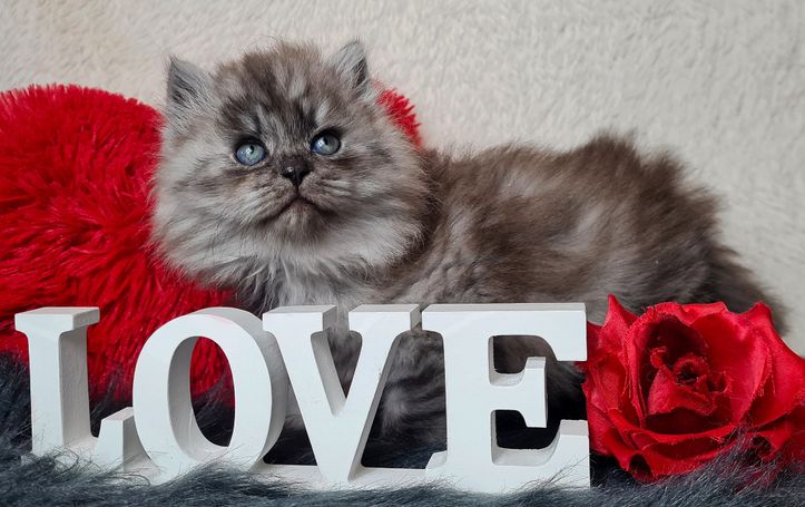 Black Smoke Kater aus liebevoller Hobbyzucht aus Herten Sibirische Katze 