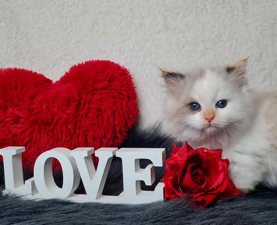 Seal Tortie Smoke Point White Neva Masquarade Allergie geeignet 