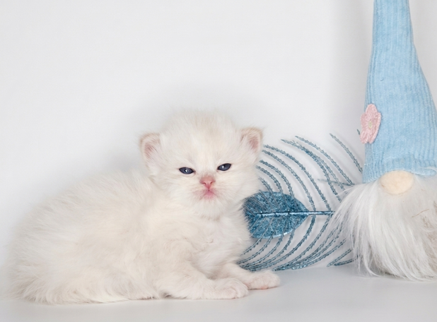 Aufgeschlossener kleiner Plüschkater für Allergiker geeignet