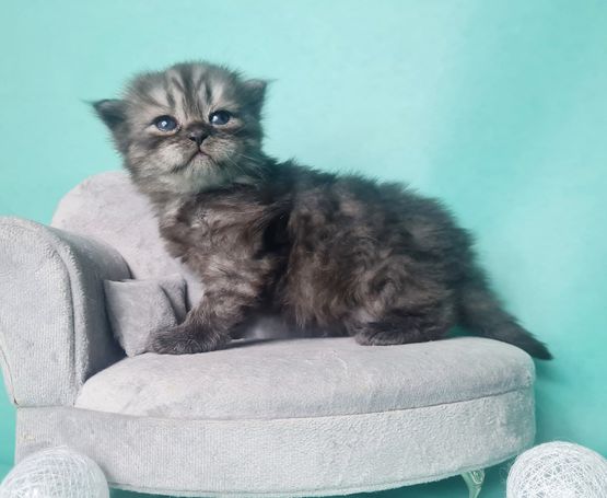 Hübscher black smoke Kater 