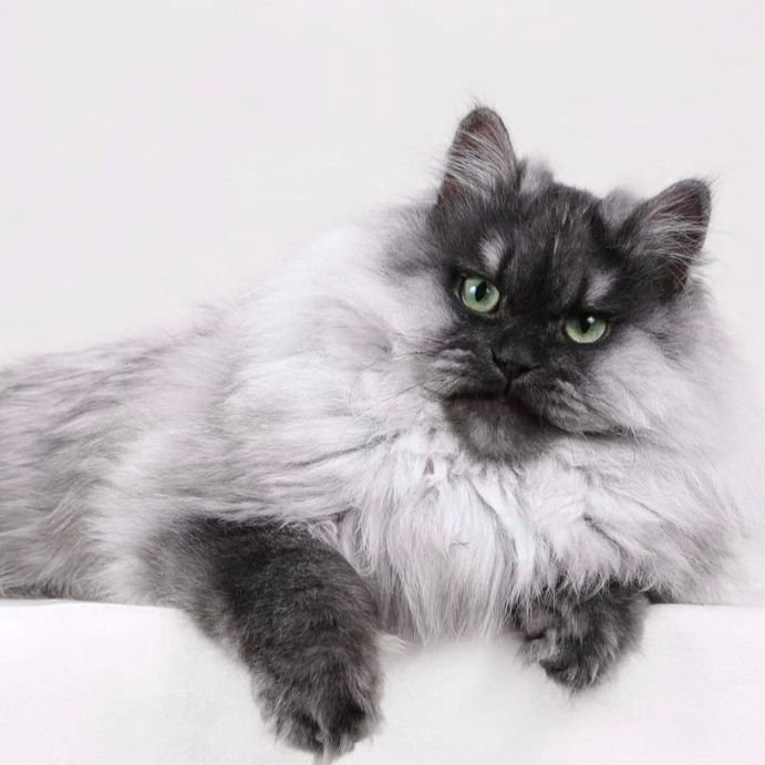 Sibirische Katze Ursula Hatanga. Außergewöhnliche Black Smoke mit viel Fell und grimmigen Blick. Schöne Grüne Augen. Katzenperfektion.