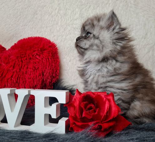 Black Smoke Kater aus liebevoller Hobbyzucht aus Herten Sibirische Katze 