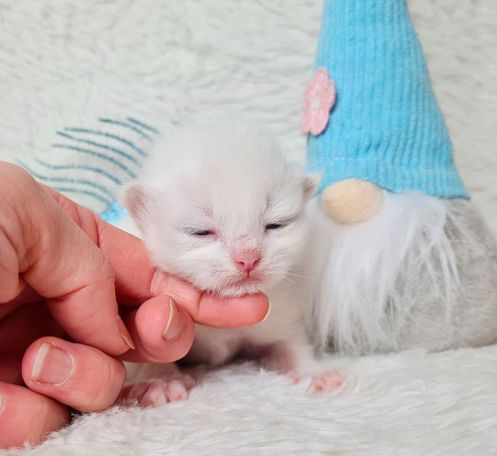 Red Smoke Point White 