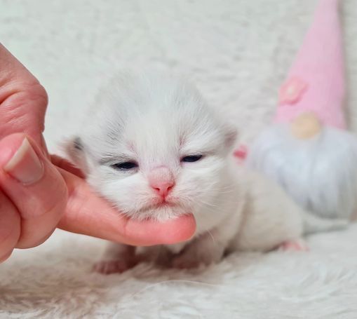 Neva Katze Seal Tortie Smoke Point White bicolor 
