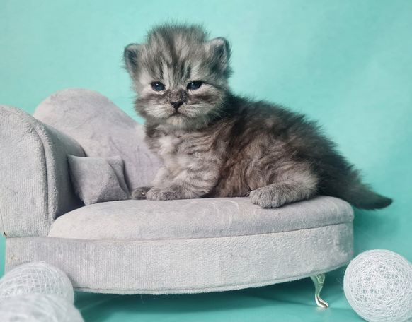 Black Smoke Kater Sibirische Kater Kitten