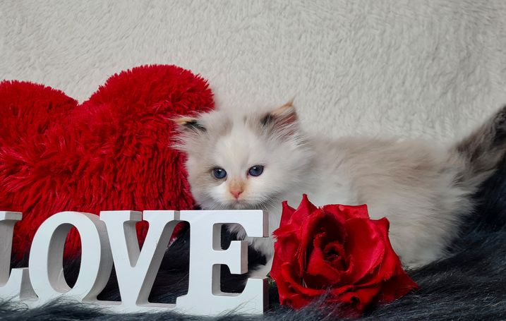 Seal Tortie Smoke Point White Neva Masquarade Allergie geeignet 