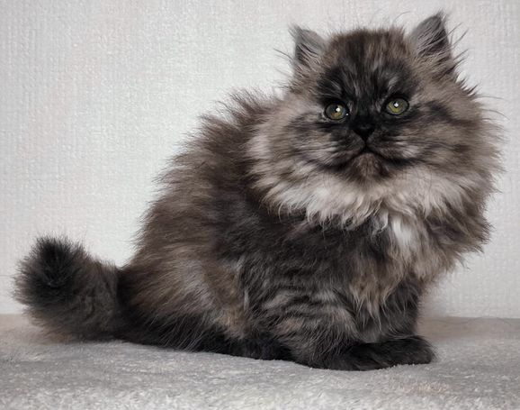 Perfekter plüschiger Black Smoke Sibirischer Kater zum kuscheln für Familien mit Kindern aus seriöser Hobbyzucht in Herten, Ruhrgebiet 