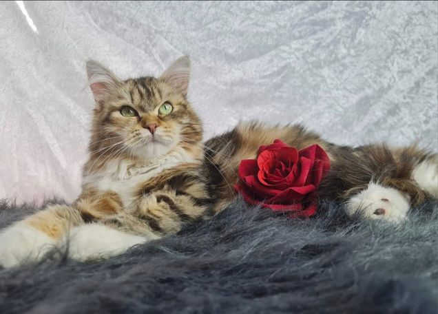 Sibirische Katze Krasomila White Witch ist neu bei uns eingezogen. Sie kommt aus Tschechien und hat die Farbe Black Tortie Classic White
