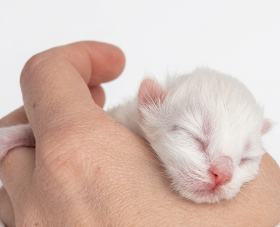 Allergikergeeignet Familienkitten sucht Zuhause