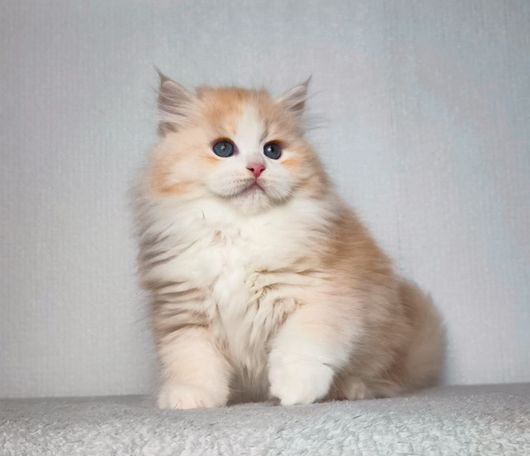 siberian Cat Breed with beautiful fluffy  available Kittens from wcf breeder for Family many silver and a Special look