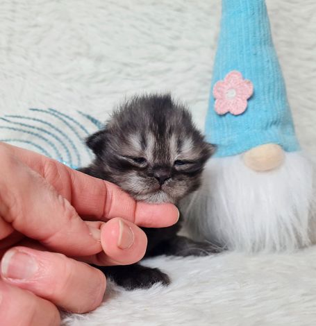 Black Smoke Kater Sibirische Katze 