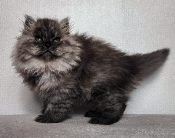 Perfekter plüschiger Black Smoke Sibirischer Kater zum kuscheln für Familien mit Kindern aus seriöser Hobbyzucht in Herten, Ruhrgebiet