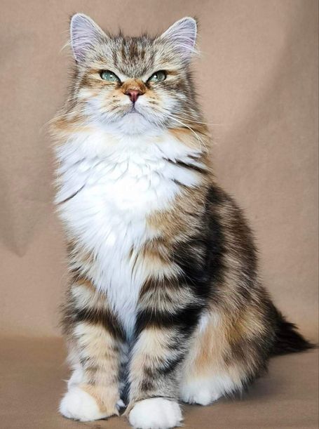 Junge Sibirische Katze in der Farbe Black Torbie Classic White. Sehr elegantes Katzenfoto wie eine Katzenstatue.