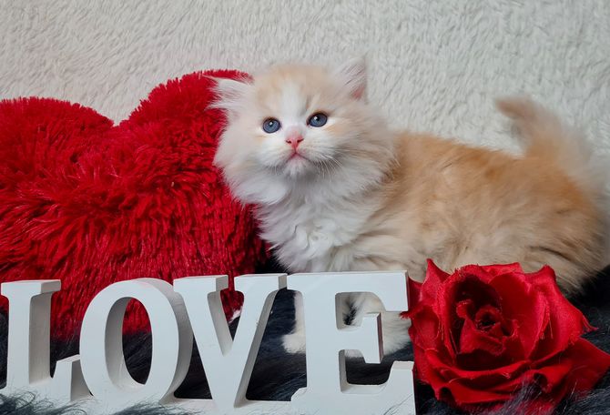 Bildschöner Red Smoke White Sibirischer Kater aus NrW Ruhrgebiet 