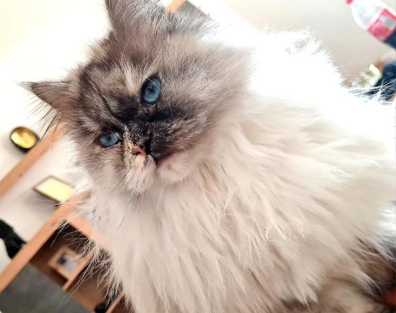 Schöne dunkle tiefblaue Augen bei Neva Masquarade mit Silber. Seal Tortie Smoke Point Sibirische Katze mit Kragen und viel Fell.