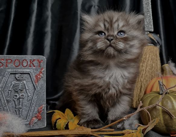 Perfektes black smoke Kater der Sibirischen Katzenrasse. 