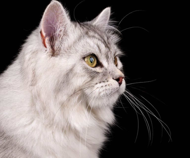 Profilbild von einer Sibirischen Katze namens Highlight of Siblione Belial. Er hat die Farbe Black Silver Mackerel