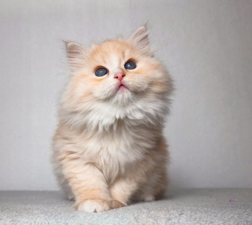 Seltene sibirische Katze in Red Smoke White wird in der WCF Katzenzucht Magical Lights Zuchtkatze. Bester Charakter einer Natur Katzenrasse 