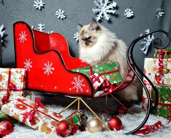 Christmas. Weihnachten. Weihnachtsfotos mit Katze im Schlitten. Neva Masquarade als Grinch.