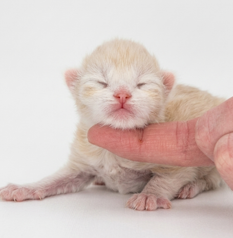 Interessant für Show und Zucht Red Silver Tabby Kater mit hohem Silveranteil und vielversprechenden Genen