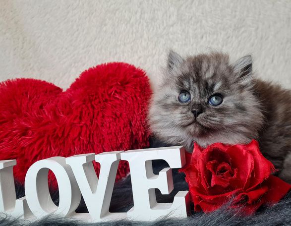 Black Smoke Kater aus liebevoller Hobbyzucht aus Herten Sibirische Katze 