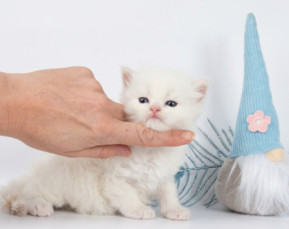 Noch schneeweißer Neva Masquarade Kater mit Silber. Vielleicht red oder creme 