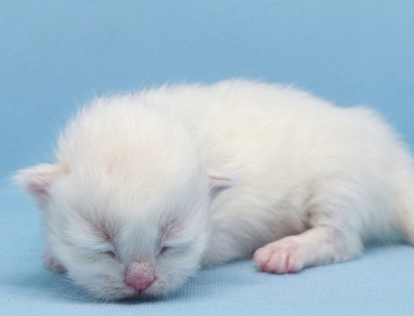Schöner neva Masquarade in Red silver tabby Point White Kinderlieb Allergikerfreundlich 