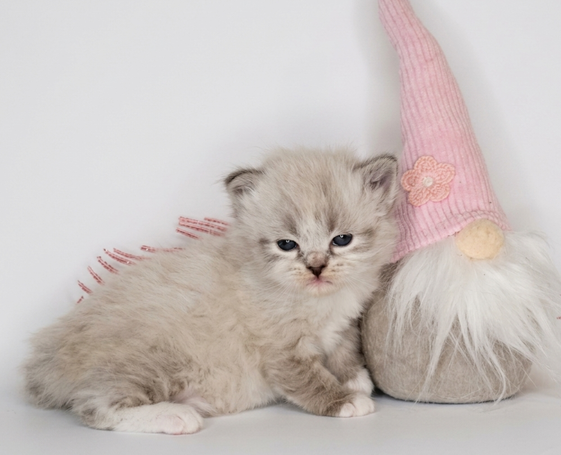 Nachwuchszuchtkatze für Schweden. Neva Masquarade mit Ausstrahlung