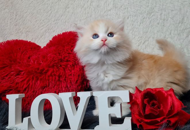 Bildschöner Red Smoke White Sibirischer Kater aus NrW Ruhrgebiet 