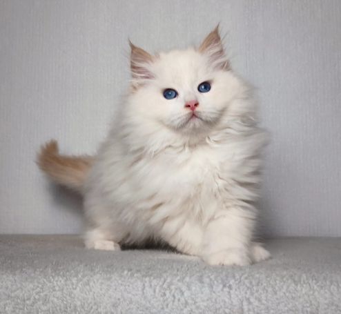 Flauschiger Teddybär ein neva Masquarade in Red Smoke Point White perfekt für Familien, Allergiker und Paare. Gesunde freie Kitten abzugeben