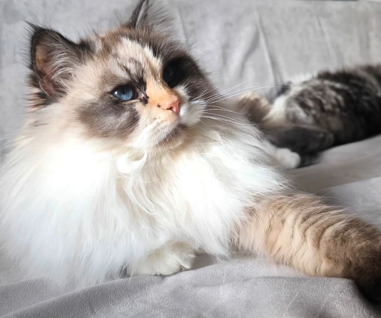 Gothic Girl mit Katze. Böser extravaganter Look. Neva Masquarade mit Punk. Punkrock Züchterin von Sibirischen Katzen.