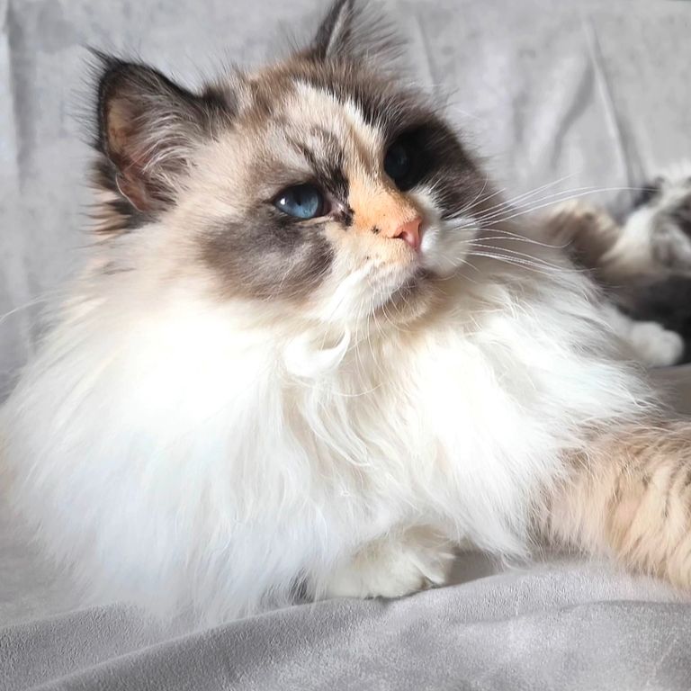 Neva Masquarade Torte sieht sehr böse und plüschig aus. Grimmigen Blick mit blauen Augen und wunderschönes weiches weißes Fell.