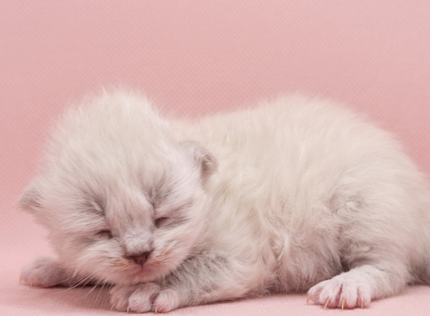Plüschiges kitten als Freundin für Kinder und Allergiker 