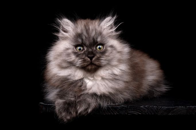 Perfekter plüschiger Black Smoke Sibirischer Kater zum kuscheln für Familien mit Kindern aus seriöser Hobbyzucht in Herten, Ruhrgebiet 