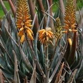 Aloe, stark abführend