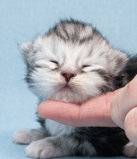 Show Kitten sibirischer Kater wiskas 