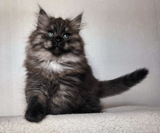Halblanghaar Katze außergewöhnlich schöne und besondere Kitten mit Silber/Smoke für Menschen die eine extravagante Rassekatze möchten 